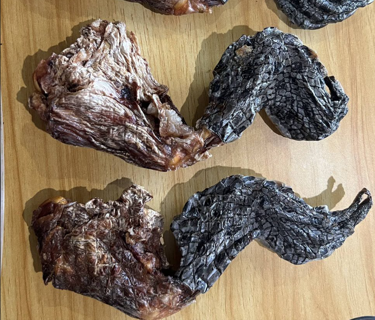 Crocodile Back  Leg Bones with Foot On